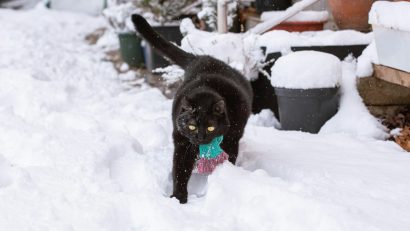 Temperaturile scăzute din ultimele zile au pus tot mai multe animale în situații dificile