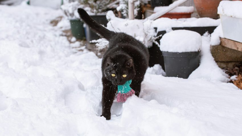 Temperaturile scăzute din ultimele zile au pus tot mai multe animale în situații dificile
