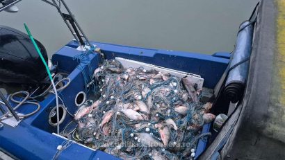 TULCEA: Braconaj în Deltă. Mii de metri de plase și sute de kilograme de peste confiscate