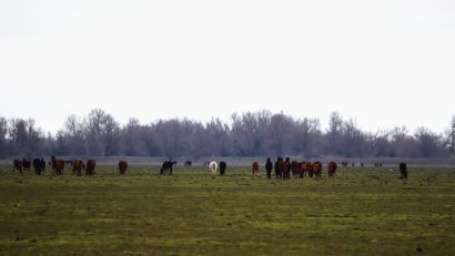 Inspectorii ARBDD au desfășurat acțiuni de control privind pășunatul și creșterea animalelor pe Grindul Dranov și zona Pardina