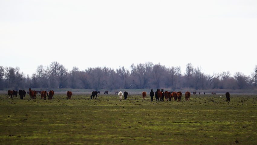 Inspectorii ARBDD au desfășurat acțiuni de control privind pășunatul și creșterea animalelor pe Grindul Dranov și zona Pardina