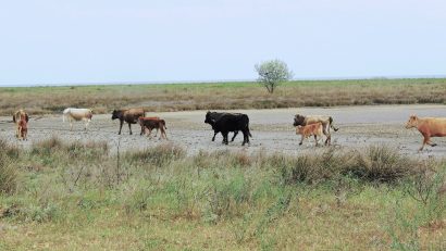 TULCEA: Pășunatul în Delta Dunării. Câte animale poate susține o pășune pe termen lung fără să se degradeze?