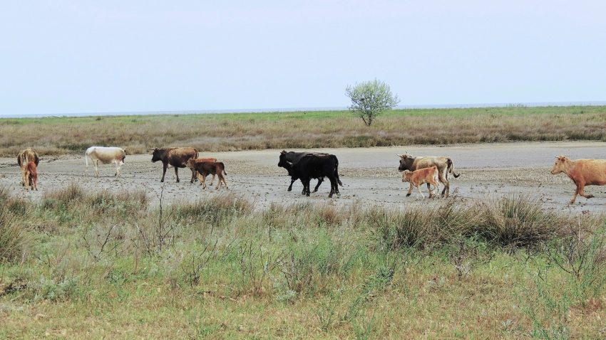 TULCEA: Pășunatul în Delta Dunării. Câte animale poate susține o pășune pe termen lung fără să se degradeze?