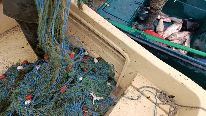 TULCEA: Braconaj piscicol în Deltă. Zeci de kilograme de raci și pești, redați mediului natural
