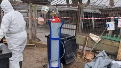 Județul TULCEA: Focar de GRIPĂ AVIARĂ descoperit la gospodăria mănăstirii Saon