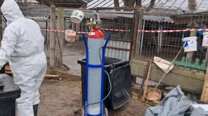 Județul TULCEA: Focar de GRIPĂ AVIARĂ descoperit la gospodăria mănăstirii Saon