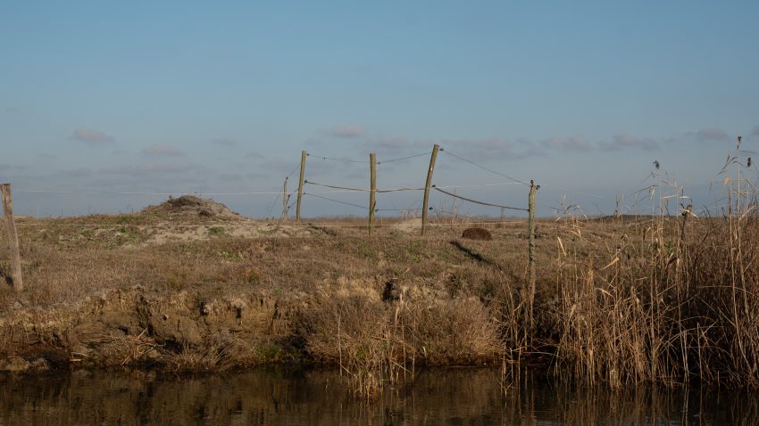 AUDIO | Gardurile electrice din Delta Dunării. Guvernatorul ARBDD, Bogdan Bulete: “Din ce știu eu, nu am dat niciun aviz pentru gard electric. Dacă vine cineva și cere acest lucru, va fi tratat ca și o construcție temporară”