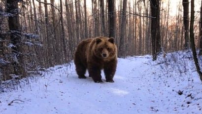 2 februarie – Ziua Ursului și semnificațiile sărbătorii în calendarul popular