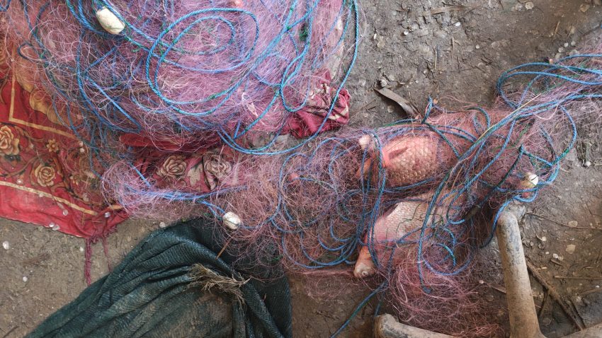 TULCEA: Peste 140 de păsări sălbatice moarte și aproape 600 de kilograme de pește, descoperite la braconieri din Iazurile