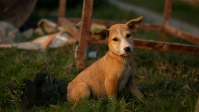 Drepturile și obligațiile legale privind deținerea animalelor de companie