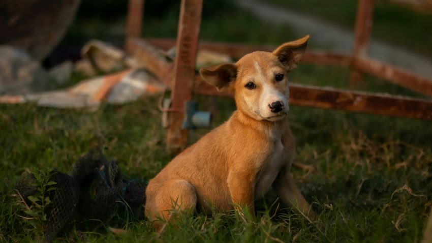 Drepturile și obligațiile legale privind deținerea animalelor de companie