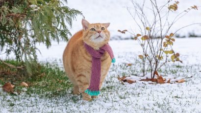 Variațiile mari și bruște de temperatură nu afectează doar oamenii, ci și micile patrupede
