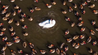 ARBDD: A fost făcut recensământul de iarnă al păsărilor de apă din Delta Dunării