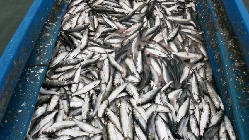 Județul TULCEA: 600 de kilograme de scrumbie fără documente de proveniență, descoperite la o pensiune