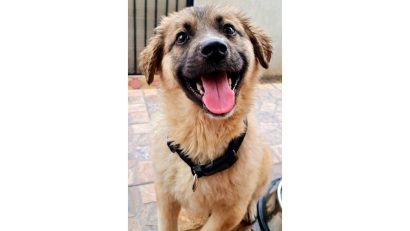 Sute de câini de la Adăpostul Public de Animale Abandonate Constanța își caută o familie