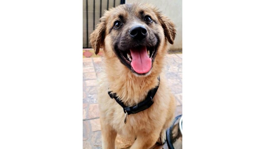 Sute de câini de la Adăpostul Public de Animale Abandonate Constanța își caută o familie