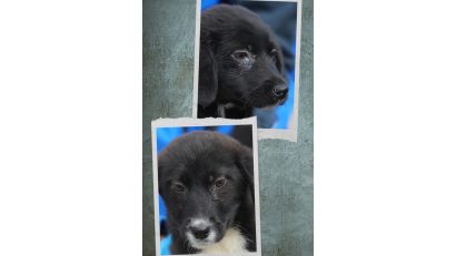 Adoptă un cățel | Onix și Blackie își caută o familie