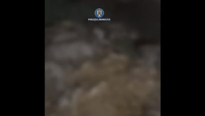 Județul CONSTANȚA: Resturi de origine animală, în stare avansată de putrefacție, descoperite la ieșire din localitatea Culmea