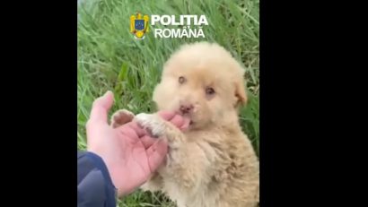 Doi căței abandonați, salvați de Vlăduț și Gabriel, doi polițiști din Cernavodă