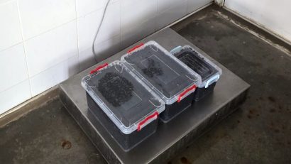 19 kilograme de icre negre confiscate de polițiștii de frontieră de la braconieri în județul Constanța