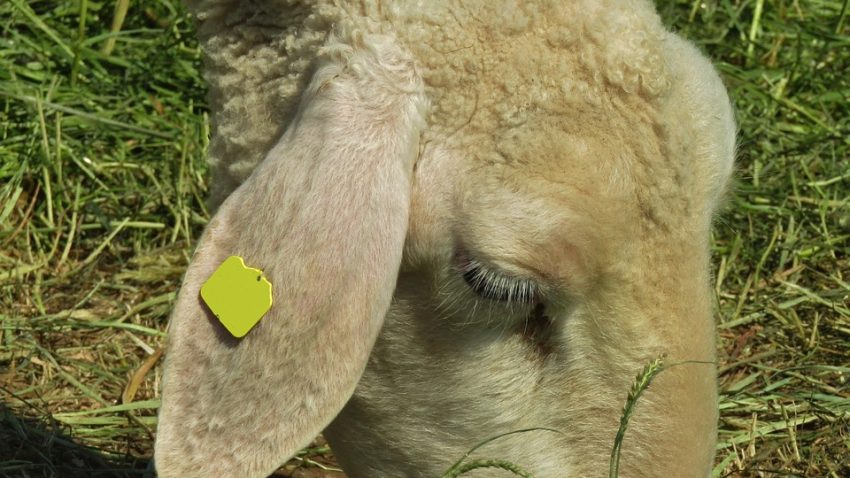Dosare penale în localitățile constănțene Lumina și Culmea, pentru abandonarea de deșeuri de origine animală și provenite din construcții