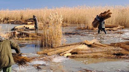 INTERVIU | Stuful, „aurul verde” al Deltei Dunării, resursă naturală abundentă, dar neîmblânzită