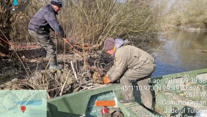 TULCEA: O nouă o acțiune de îndepărtare a materialului lemnos de pe canalele Deltei Dunării