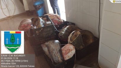 FOTO TULCEA: Garda de Mediu a confiscat 500 de kilograme de somn, importat din Italia