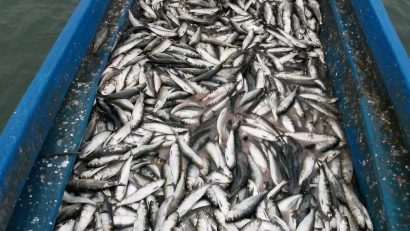 TULCEA: Se încheie prohibiția la scrumbie. Reguli stricte pentru pescarii comerciali din Delta Dunării