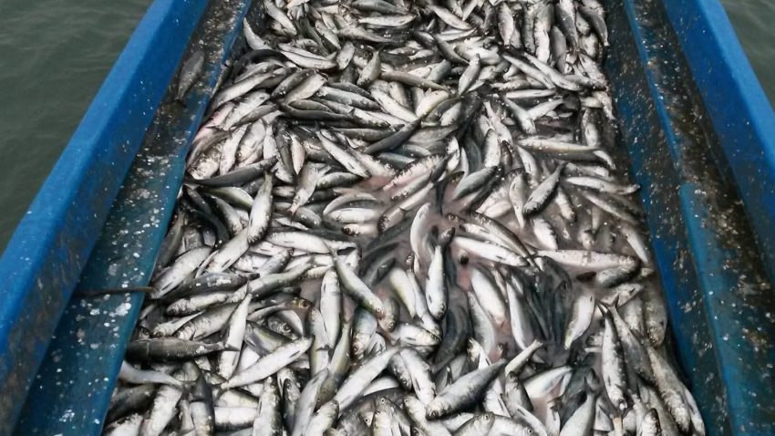 TULCEA: Se încheie prohibiția la scrumbie. Reguli stricte pentru pescarii comerciali din Delta Dunării