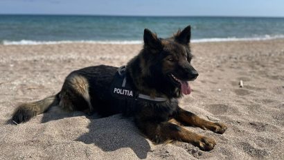 Aza, câinele detectiv de la Negru Vodă i-a ajutat pe polițiști să prindă un suspect de furt
