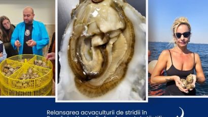 Studiu: Condiții favorabile pentru relansarea acvaculturii de stridii în România