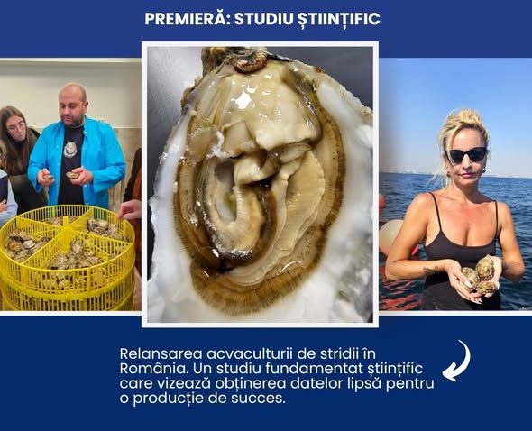 Studiu: Condiții favorabile pentru relansarea acvaculturii de stridii în România
