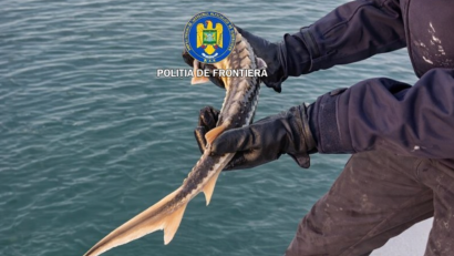 TULCEA: Sturioni eliberați în Marea Neagră de polițiștii de frontieră