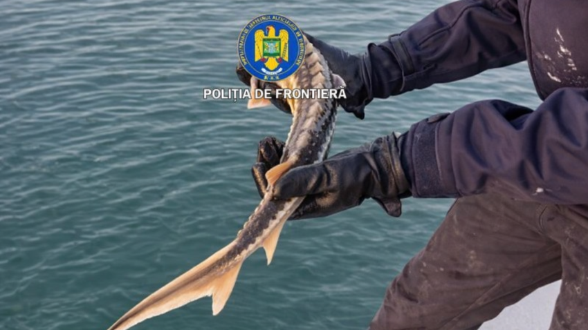 TULCEA: Sturioni eliberați în Marea Neagră de polițiștii de frontieră