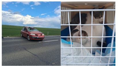 Pompierii constănțeni au salvat trei pisici aflate într-o mașină care s-a răsturnat pe DN22, între Lumina și Sibioara
