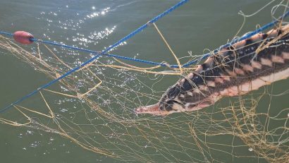 SULINA: Delfini, sturioni și un rechin, capturați în plasele braconierilor din Marea Neagră, redați mediului natural de polițiștii de frontieră