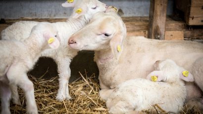 În județul Constanța există 13 centre de colectare animale vii, iar exportul se face prin Portul Midia