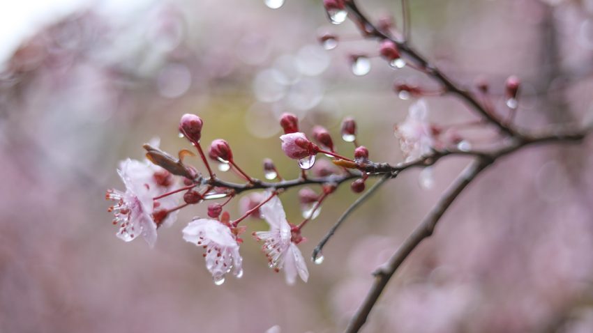 Temperaturi neobișnuit de scăzute, ploi și vânt puternic, în Dobrogea și pe litoral