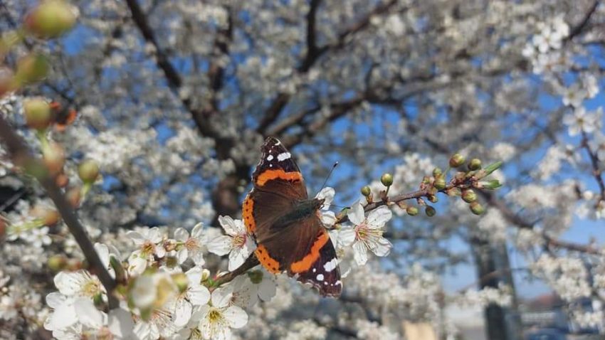 Cresc valorile termice în Dobrogea și pe litoral