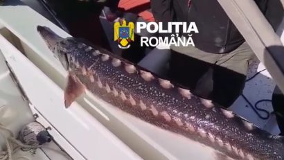 VIDEO TULCEA: Acțiuni antibraconaj în Deltă. Bărbat prins cu doi sturioni vii!
