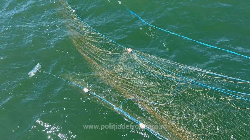 TULCEA: Patru sturioni prinși în plasele braconierilor. Peștii au fost eliberați