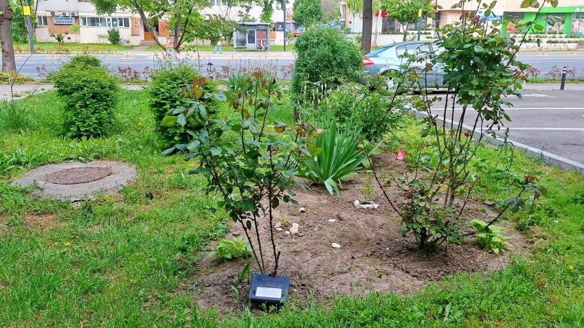 Ce se mai fură la Constanța: cutiile cu otravă pentru rozătoare amplasate de Primărie