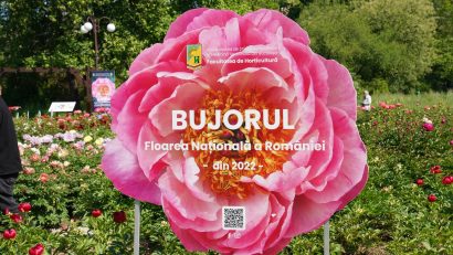 Primul soi de bujor produs în România va purta numele „Madrigal”