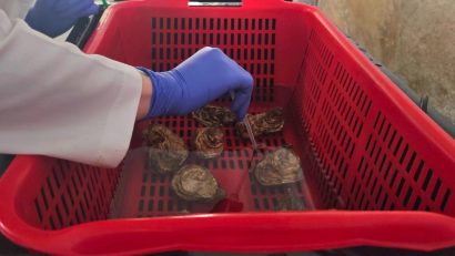 Stridia japoneză reprodusă controlat în laboratoarele INCDM „Grigore Antipa”
