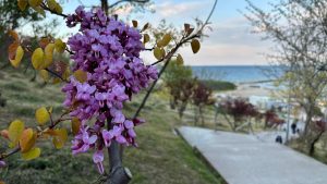 Vremea va fi caldă, în Dobrogea, cu o maximă termică de 33 de grade Celsius