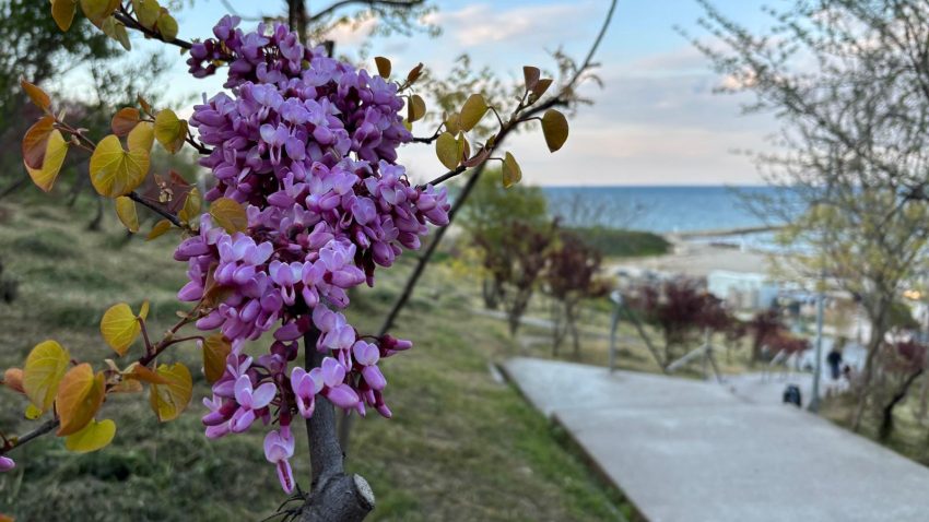 Vremea va fi caldă, în Dobrogea, cu o maximă termică de 33 de grade Celsius