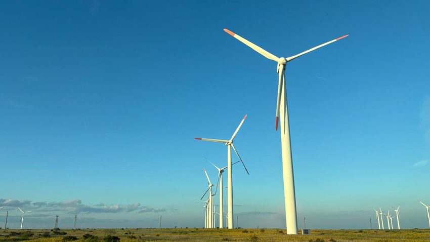 TULCEA: Sistem cu AI pentru protejarea păsărilor în zona parcurilor eoliene