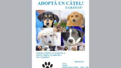 În Adăpostul Public pentru Animale Abandonate Constanța sunt peste 600 de câini care așteaptă să fie adoptați