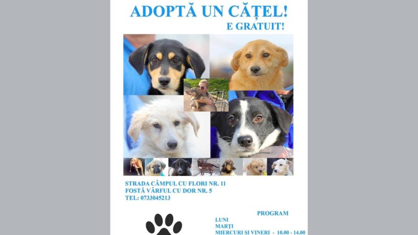 În Adăpostul Public pentru Animale Abandonate Constanța sunt peste 600 de câini care așteaptă să fie adoptați